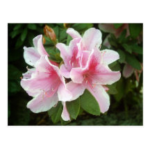 Rhododendron Flowers Post Cards
