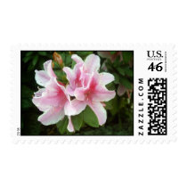 Rhododendron Flowers Postage