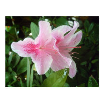 Rhododendron Flowers Postcard