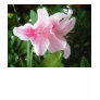 Rhododendron Flowers