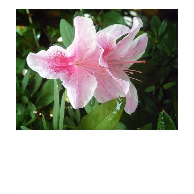 Rhododendron Flowers T Shirts by LivingNature