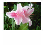 Rhododendron Flowers t-shirts