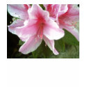 Rhododendron Flowers t-shirts