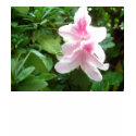 Rhododendron Flowers t-shirts