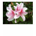 Rhododendron Flowers t-shirts