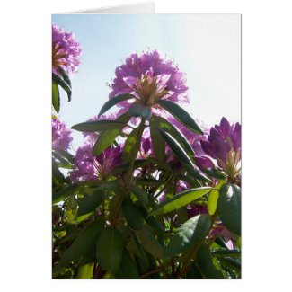 Rhododendron Heights card