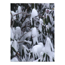 Rhododendron in snow posters