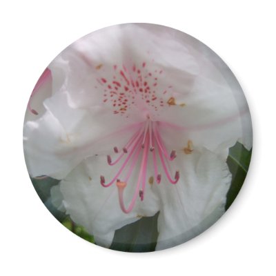 Rhododendron Fridge Magnets by adifferentstory