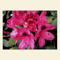 Rhododendron notecards cards