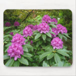 rhododendron, close-up, macro, photography,
