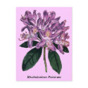 Rhododendron Ponticum postcards