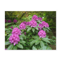 Rhododendron Ponticum postcards by artberry Rhododendron Ponticum postcards