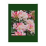 Rhododendron Postcard