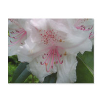 Rhododendron postcards