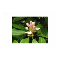 Rhododendron posters