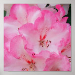 Rhododendron Print Rhododendron Print