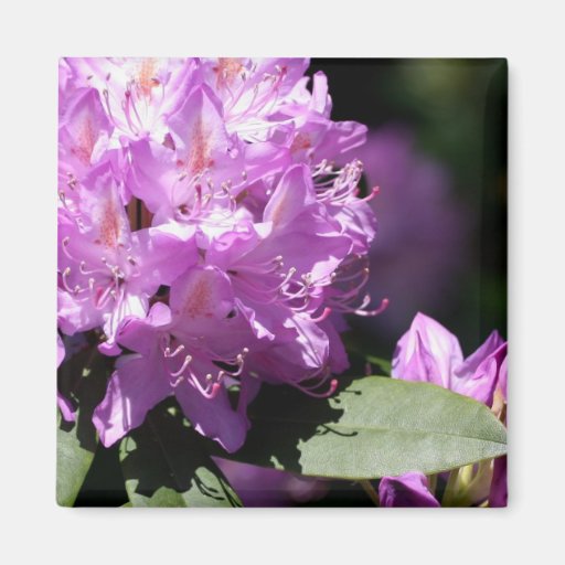 Rhododendron Square Magnet