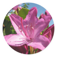 rhododendron sticker
