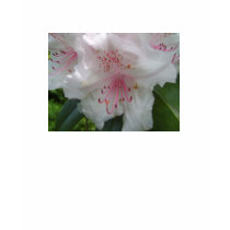 Rhododendron t-shirts