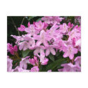 Rhododendrons II postcards by artberry Rhododendrons II postcards