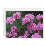 Rhododendrons, Quebec, Canada Invites