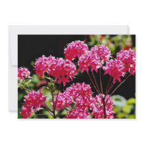 Rhododendrons, Quebec, Canada Yellow flowers Announcements
