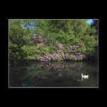 Rhododendrons, Roath Park Lake, Cardiff postcards