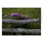 Rhodos-N-Rails cards