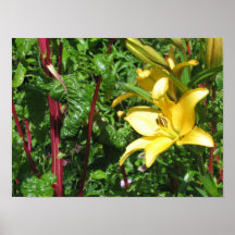 Rhubarb Poster 16"x12"
