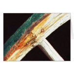 Rhyolite #5 cards