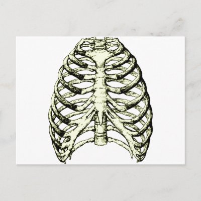The bones of the human rib cage