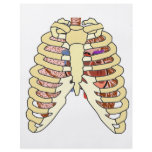 Rib Cage Lungs & Heart Flyer Design