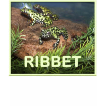 Ribbet t-shirts by punkiebunnies Ribbet t-shirts