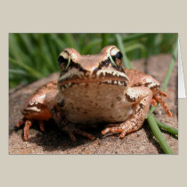 Ribbit! cards