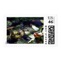 Ribbitt postage by CyrScenes Ribbitt postage