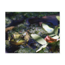 Ribbitt postcards by CyrScenes Ribbitt postcards