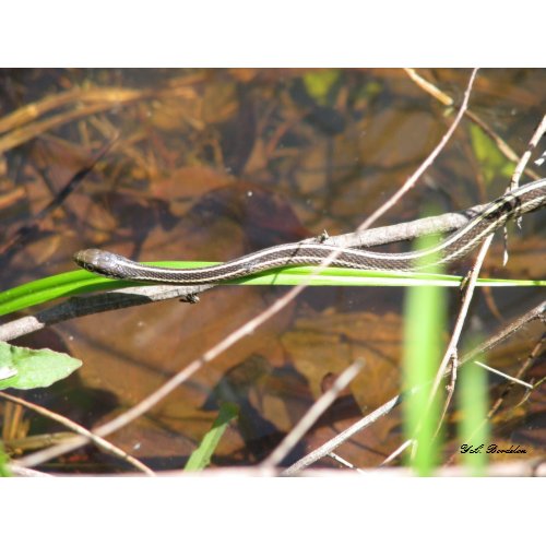 Ribbon Snake Hunting print