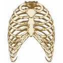 Ribs T-Shirt by OfficeGangsta Ribs T-Shirt