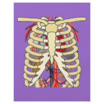 Ribs Veins Enlarged Heart flyers