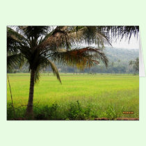Rice Field cards