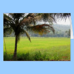 Rice Field cards