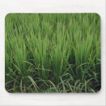 Rice field, close-up mousepads