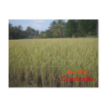 Rice field of dreams postcards by nbiddison Rice field of dreams postcards