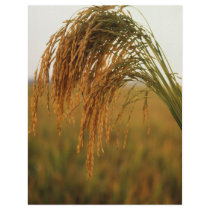 Rice flyers
