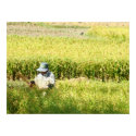 Rice Harvest Art Print by graffkeith Rice Harvest Art Print
