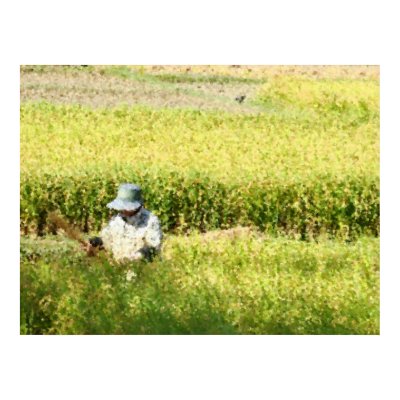 Rice Harvest Art Print by graffkeith