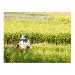 rice, harvest, okinawa, japan, goya, republic,