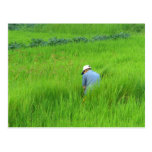 Rice harvest in Waegwan, Southkorea Post Card