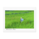 Rice harvest in Waegwan, Southkorea postcards