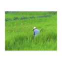Rice harvest postcards